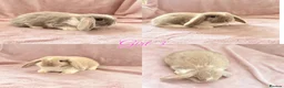 Mini Lop rabbits for sale: Baby Mini Lops Ready 01/07 - Advert 3
