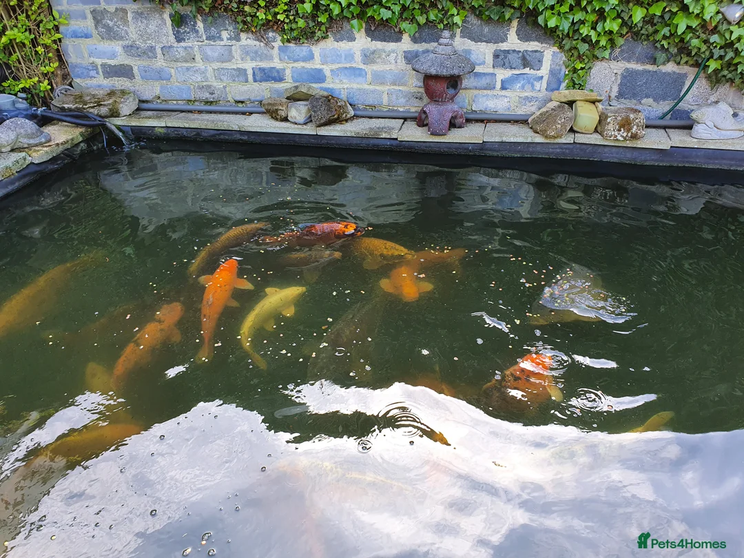 Koi Carp fish for sale: Koi Carp/Albino Sturgeon full lot needing to sell in London - Advert 9