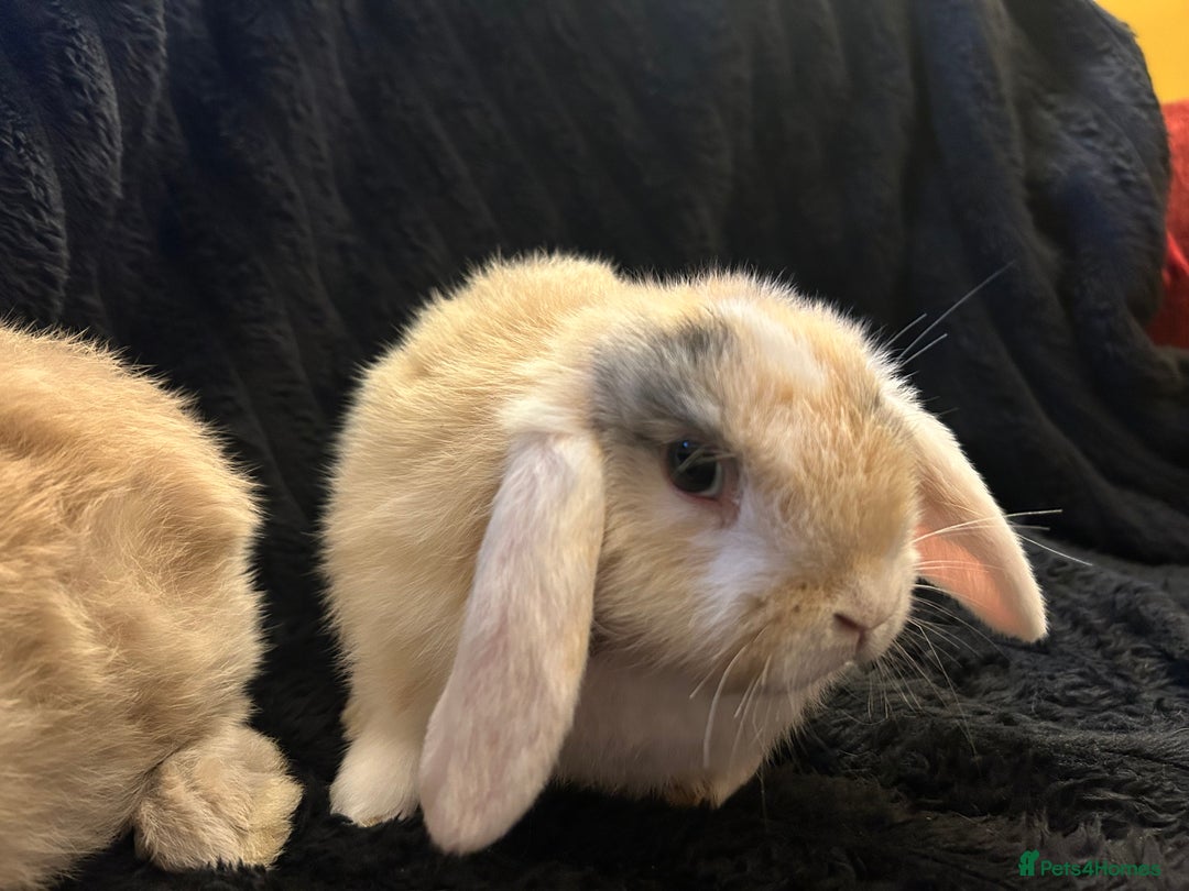 Mini Lop rabbits for sale: Mini lops  - Advert 5