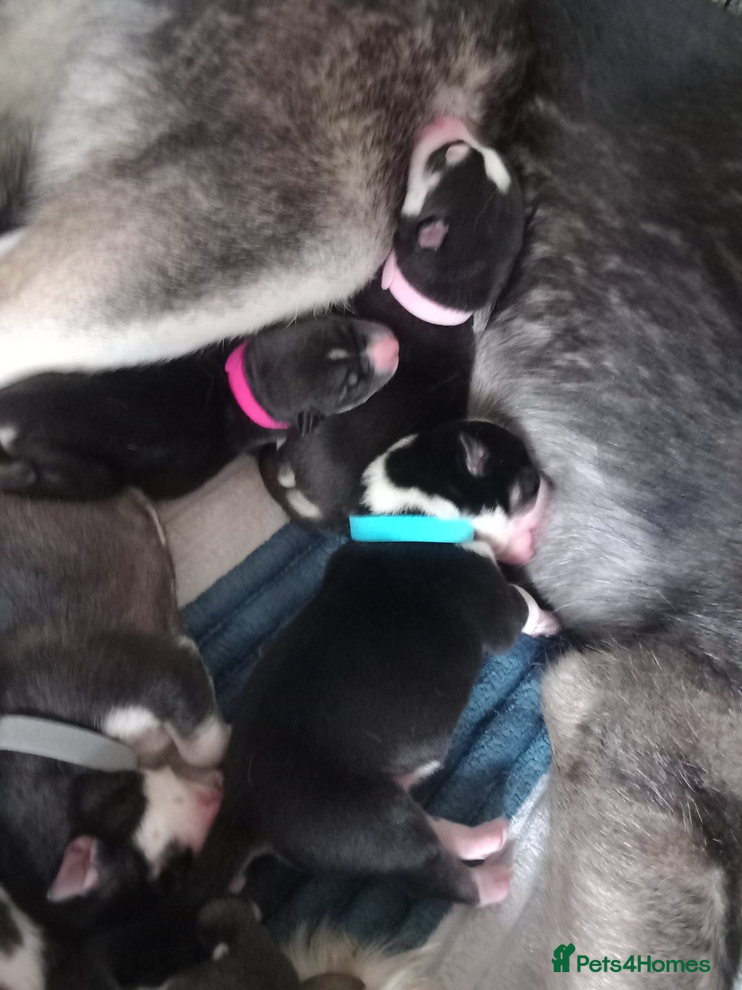 Siberian Husky dogs for sale: Husky  - Image 4