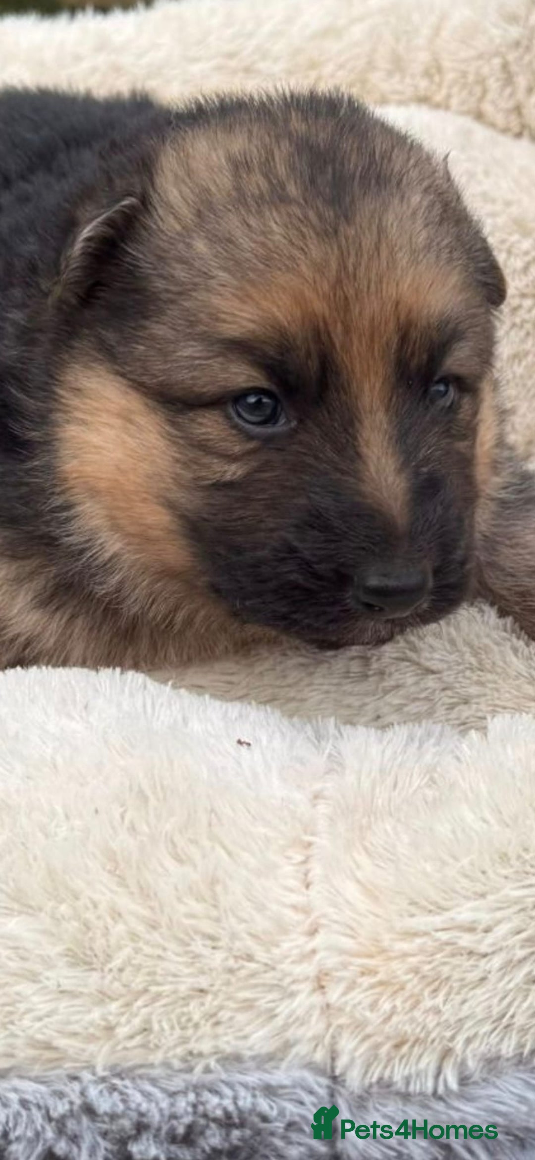 German Shepherd dogs for sale: German shepherd puppies  - Advert 5