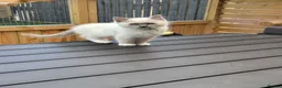 Ragdoll cats for sale: 🐾GCCF registered Blue and Lilac kittens🐾 - Advert 16