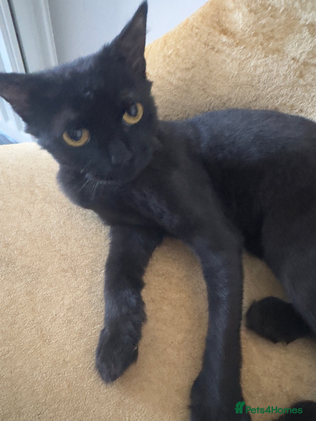Mixed Breed cats for sale: Cat looking for a forever home - Image 1