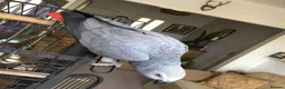 Parrots birds for sale: Click clock congo African Grey Parrots in Liverpool - Advert 2