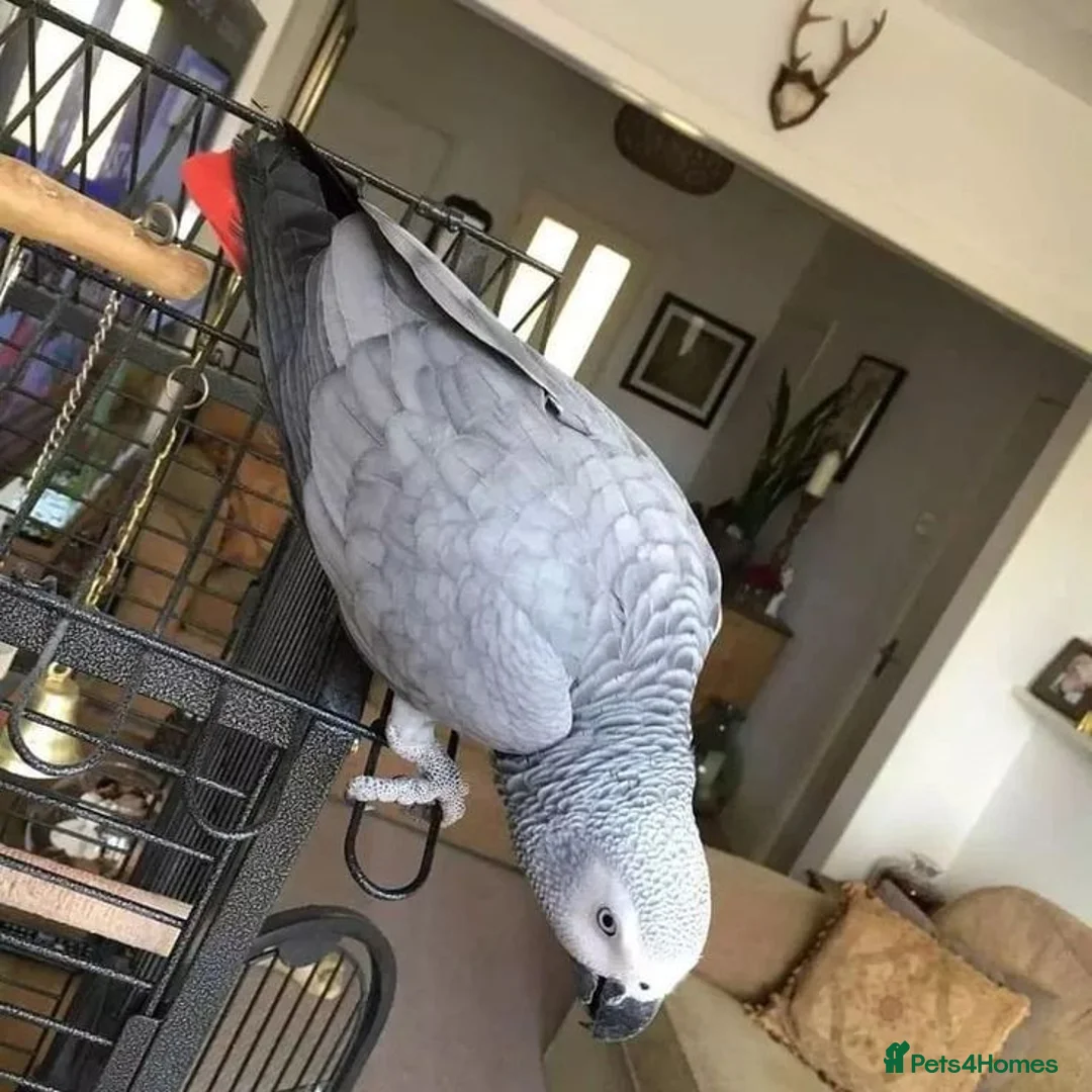 Parrots birds for sale: Click clock congo African Grey Parrots in Liverpool - Advert 2