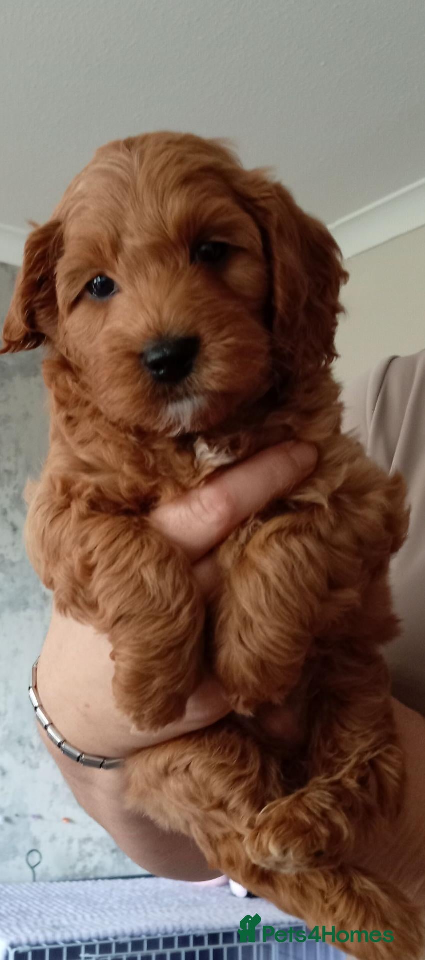 Cockapoo dogs 💙 F1b Toy Cockapoo Boy 💙  - Advert 7