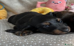 Miniature Dachshund dogs for sale: Top Show Quality KC Miniature Dachshund Puppies - Image 27