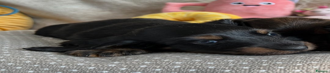 Black & tan long haired boy 2