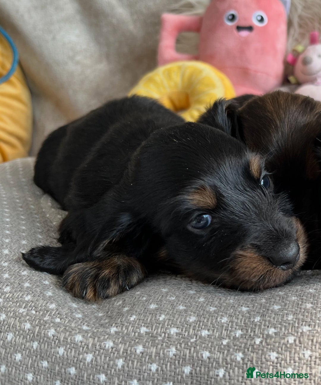 Miniature Dachshund dogs for sale: Top Show Quality KC Miniature Dachshund Puppies - Image 27
