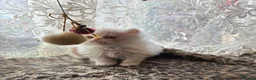 Persian cats for sale: Stunning kittens - Advert 16