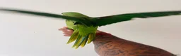 Parrots birds for sale: Hand Reared Alexandrine for sale  - Advert 11