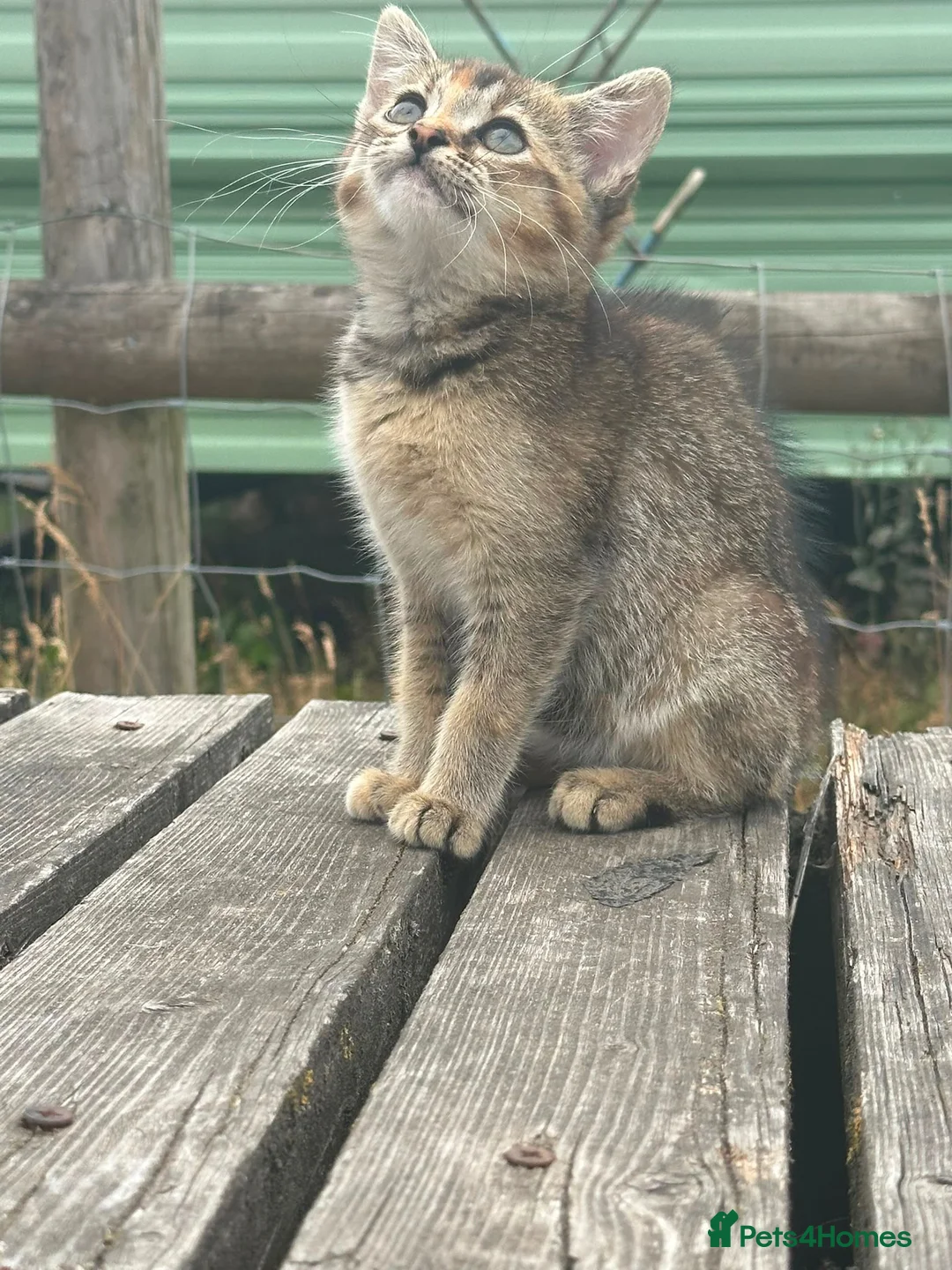 Domestic Shorthair cats for sale: Beautiful male kitten - Advert 2