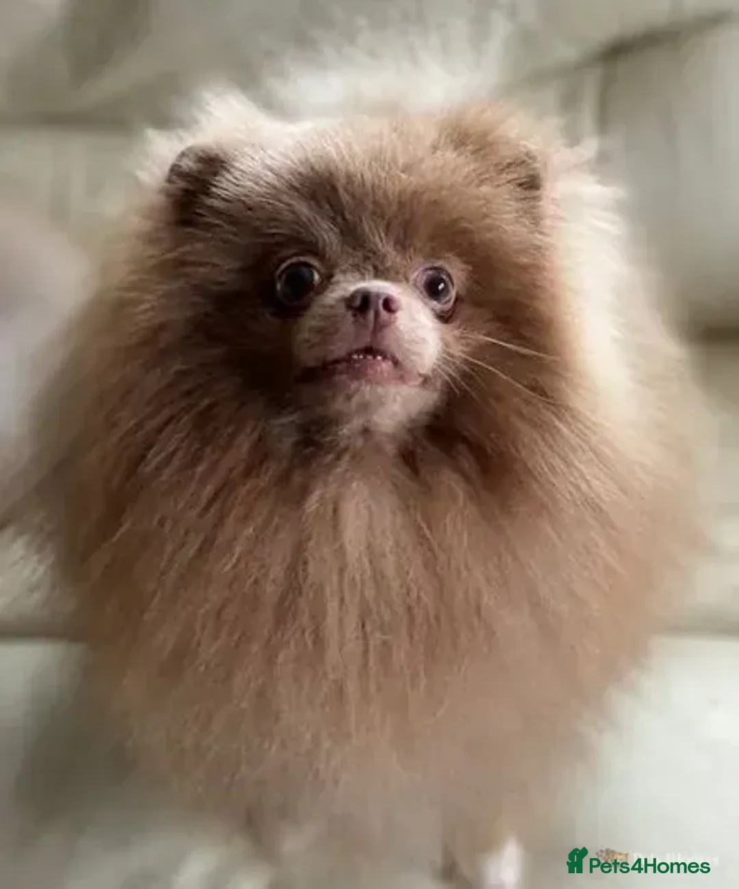 Pomeranian dogs for stud: 💚 RUSSIAN CHOC MERLE 🧸BEAR POM CARRY LILAC/TAN💚 in Romford - Advert 7