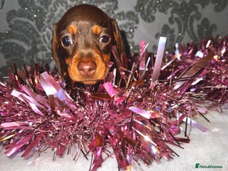 Miniature Dachshund dogs 2 beautiful daschund puppies - Advert 3