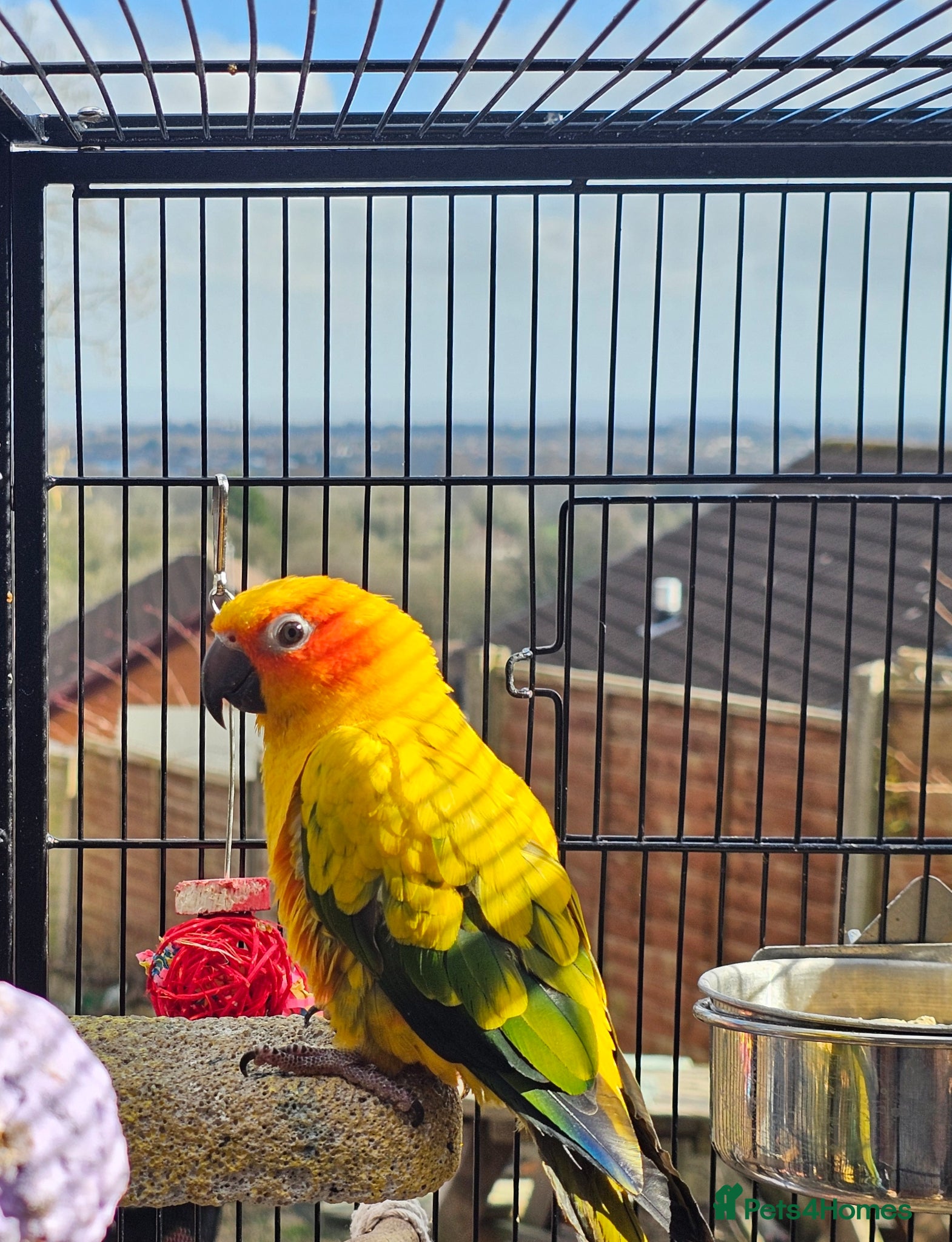 Conures birds for sale: Blue crown, sun conure, green cheeks  - Advert 3