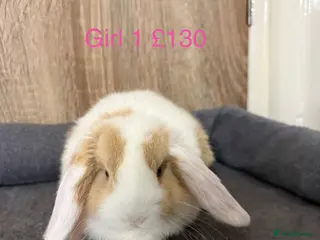 Mini Lop rabbits Beautiful pure mini lop babies - Advert 16