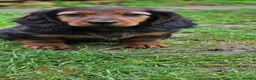 Miniature Dachshund dogs for stud: Miniature Dachshund  - Advert 15