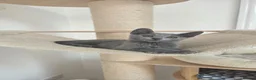 Russian Blue cats for sale: 💥PRICE REDUCED – Russian Blue, TICA - Advert 4