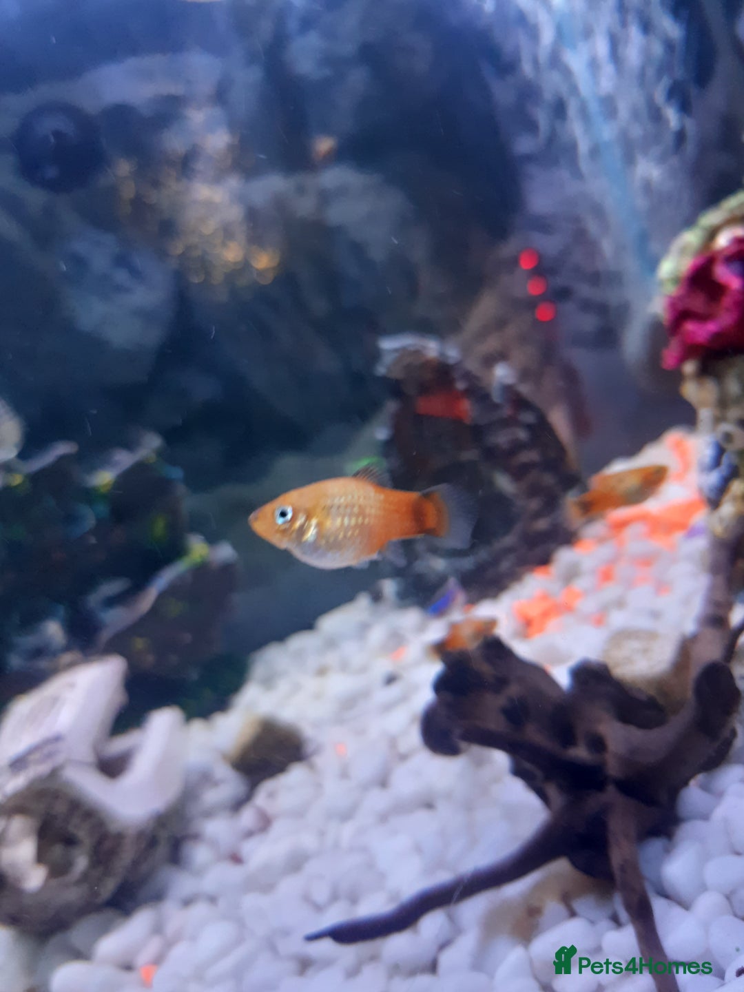 Platies fish for sale: Various sizes of babies  - Advert 2