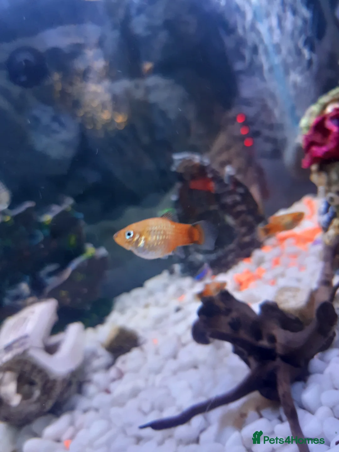 Platies fish for sale: Various sizes of babies  - Advert 2