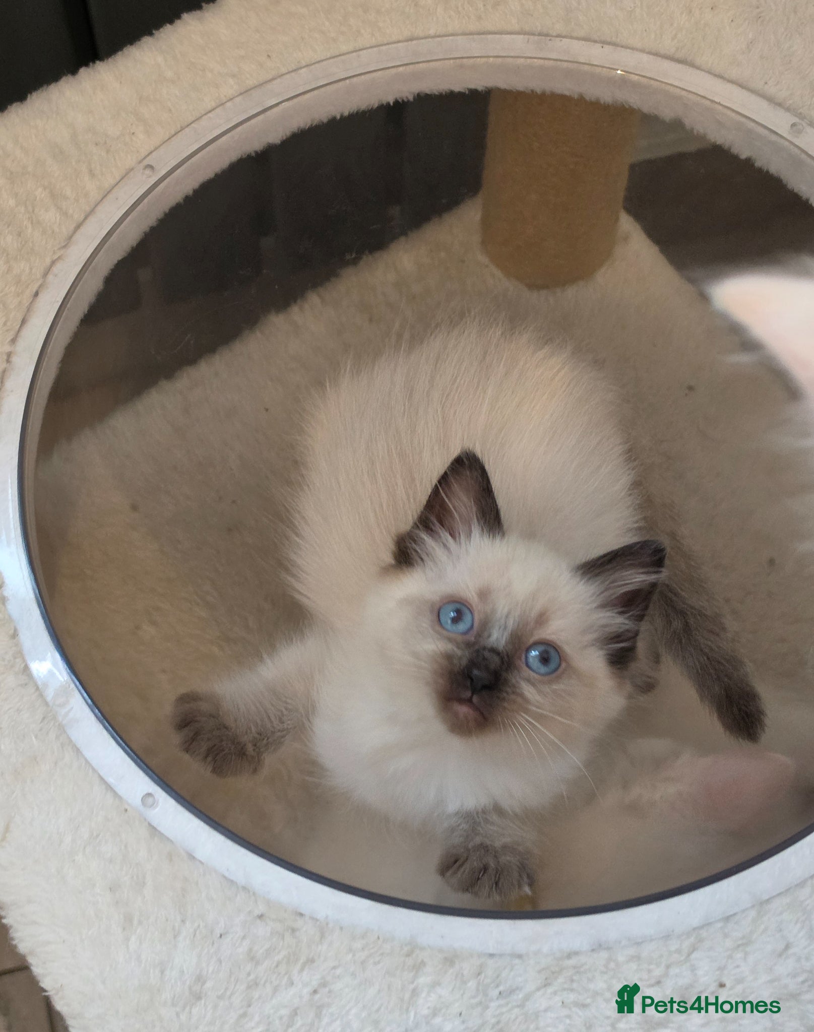 Ragdoll cats ragdoll  kittens ready 1 boy 1 girl left - Advert 1