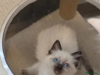 Ragdoll cats ragdoll kittens ready 1 boy 1 girl left - Advert 1