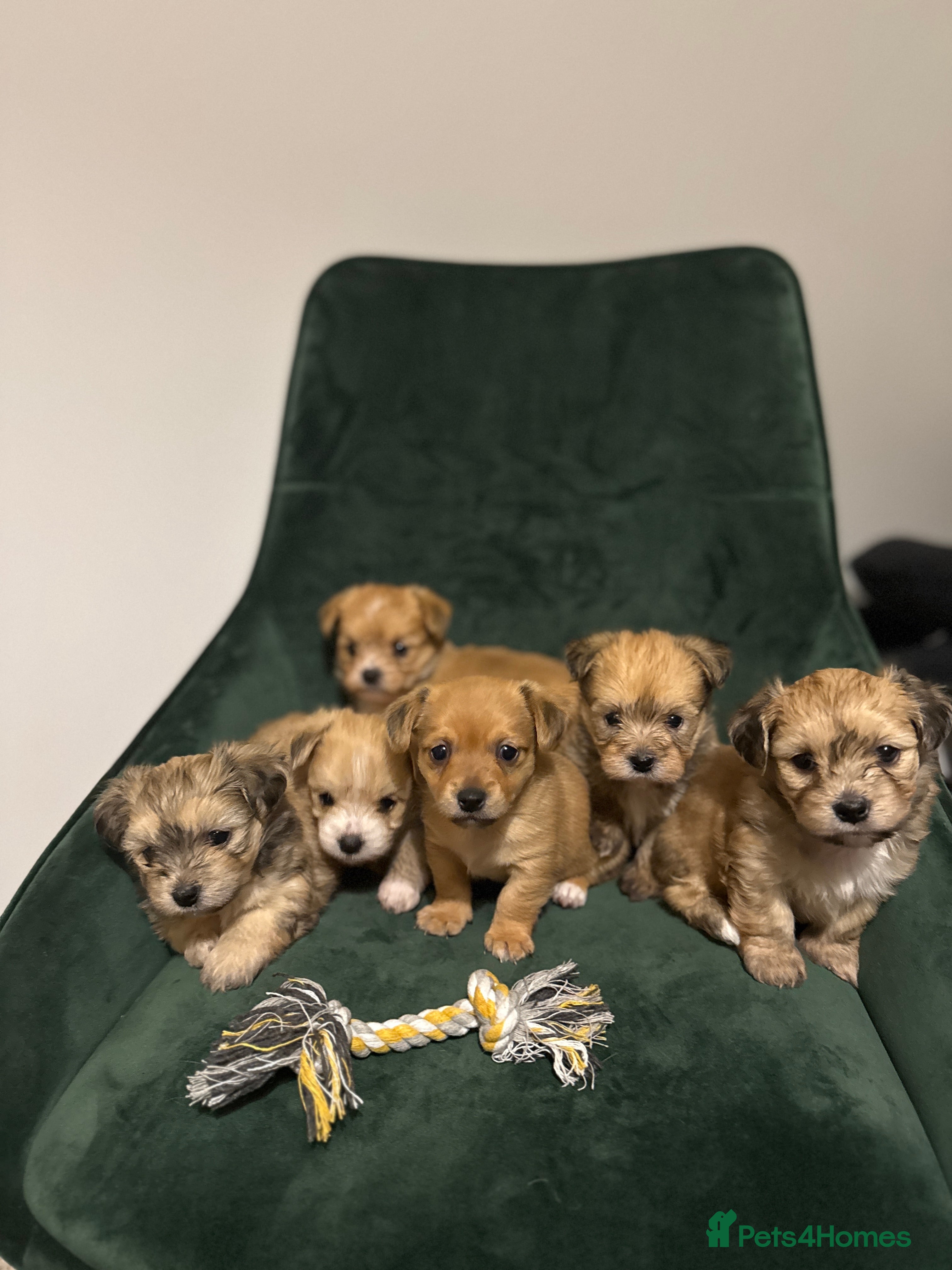 Mixed Breed dogs Unique mix - Maltese x JackChi Puppies - Advert 1