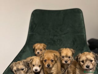 Mixed Breed dogs Unique mix - Maltese x JackChi Puppies - Advert 15