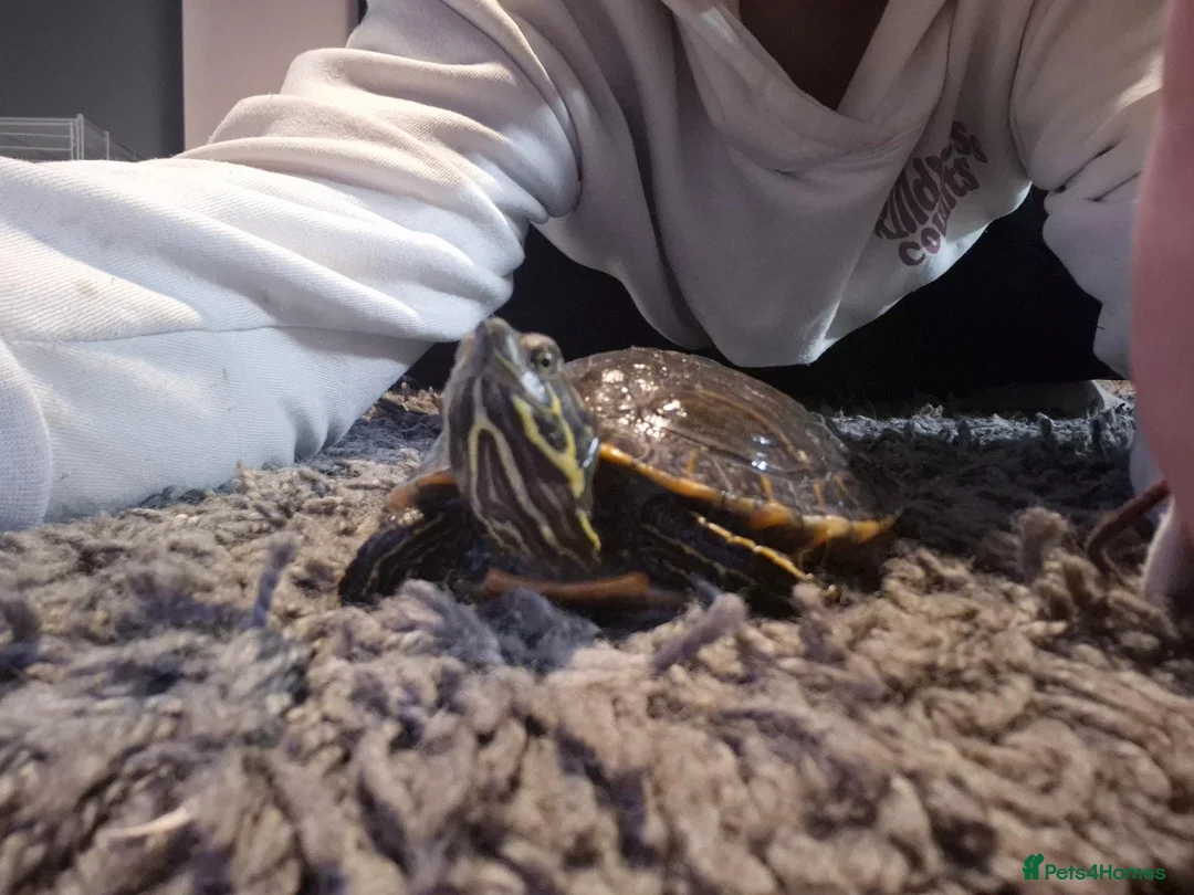 Tortoise reptiles for sale: Rafael the tortoise  - Advert 1