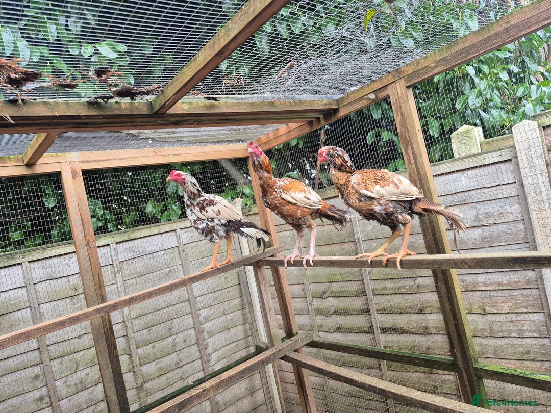 Mixed Breed birds for sale: Aseel male  in Stourbridge - Advert 10