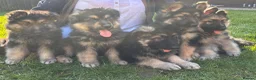 German Shepherd dogs for sale: 5 boy German shepherd puppies  - Advert 1