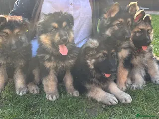 German Shepherd dogs 5 boy German shepherd puppies - Advert 4