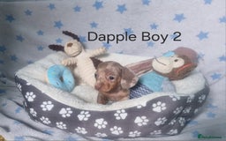 Miniature Dachshund dogs for sale: Stunning Miniature Dachshund Puppies - Image 15