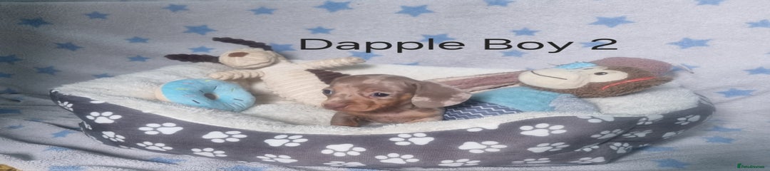 Dapple Boy 2