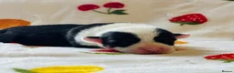 Welsh Corgi Pembroke dogs for sale: Stunning pedigree puppies, health tested parents in Manchester - Advert 11