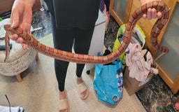 Corn Snake reptiles for sale: corn snakes - Image 10