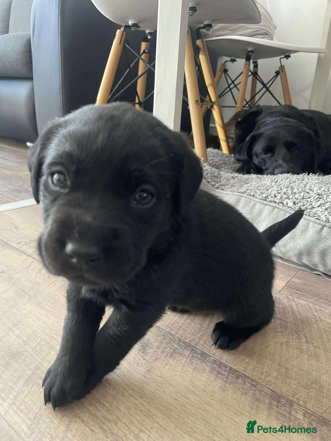 Labrador Retriever dogs for sale: Healthy Labrador Puppies Looking for Forever Homes - Advert 18