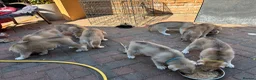 Mixed Breed dogs for sale: White Swiss shepherd cross wolf dog - Advert 24