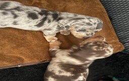Miniature Dachshund dogs for sale: True to type mini dachshunds  - Image 2
