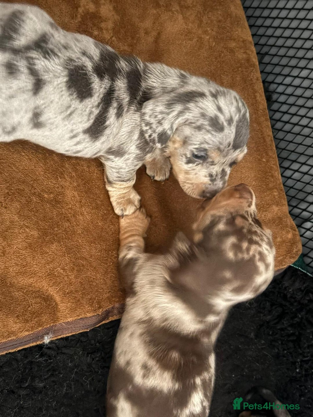 Miniature Dachshund dogs for sale: True to type mini dachshunds  - Image 2