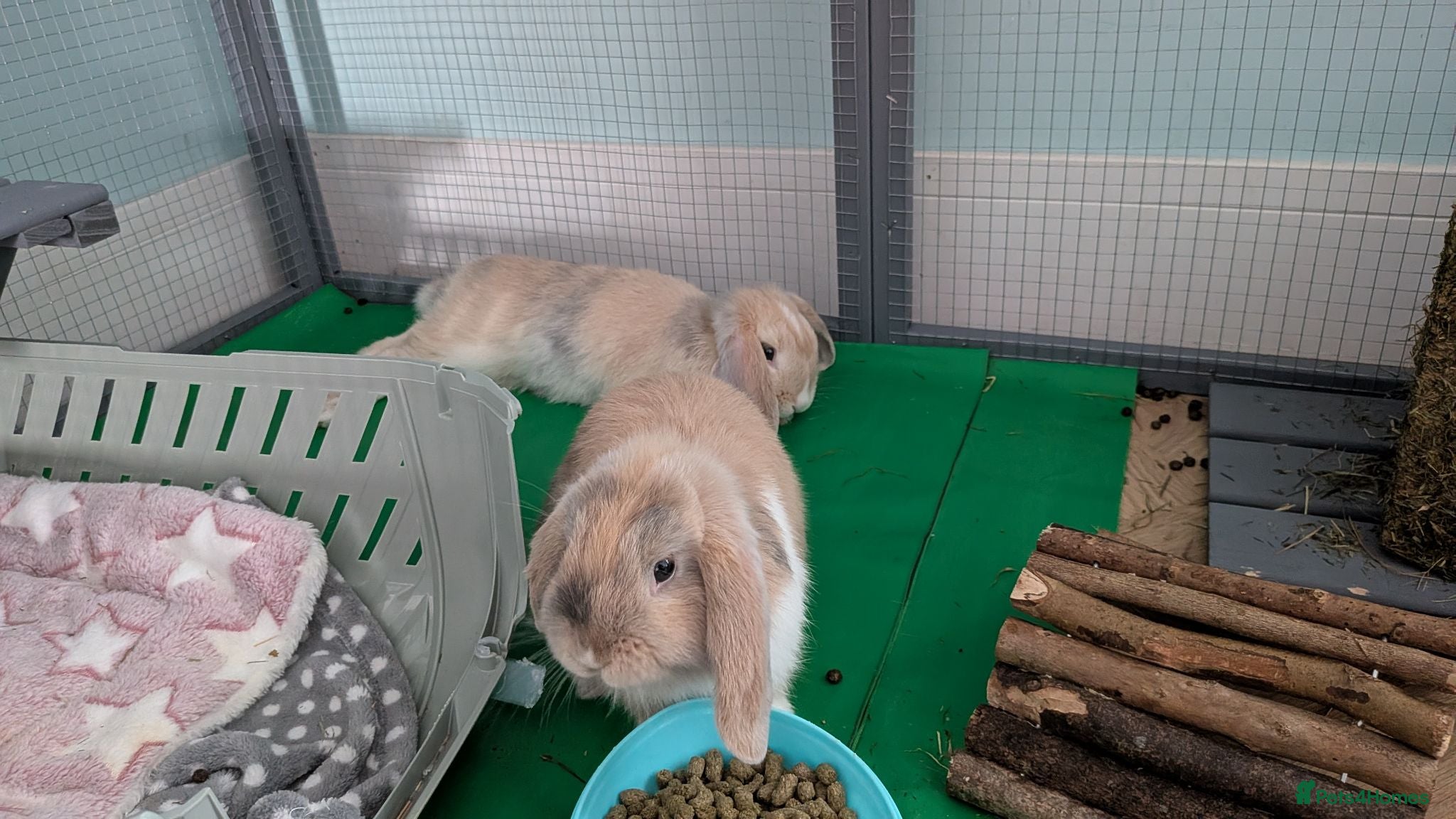 Mini Lop rabbits 2 Beautiful mini lops  - Advert 4