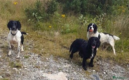 Cocker Spaniel dogs for sale: Our lovely Cocker has had her puppies - Image 11