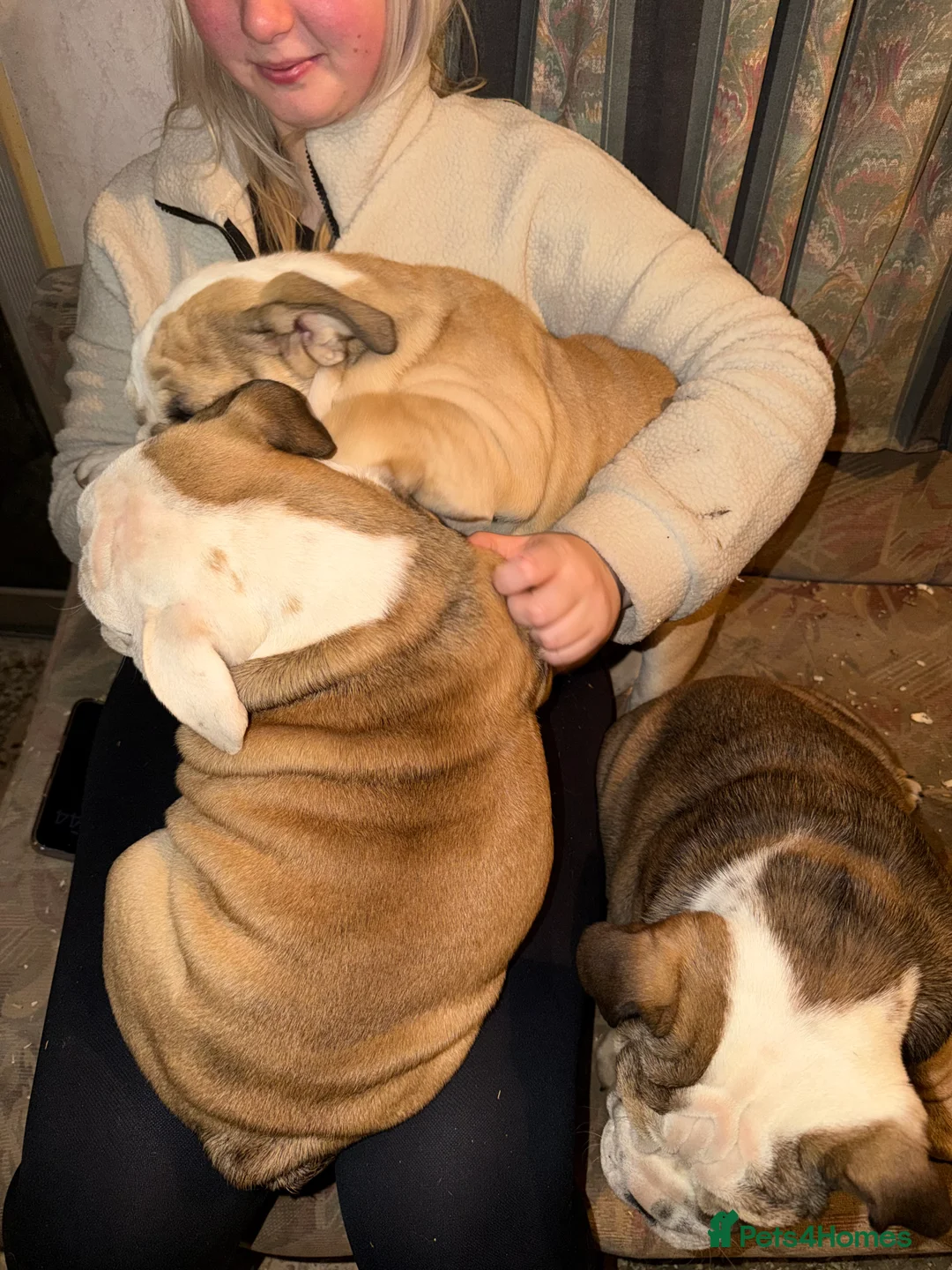 English Bulldog dogs for sale: English Bulldog Puppies - Pedigree colours! - Advert 2