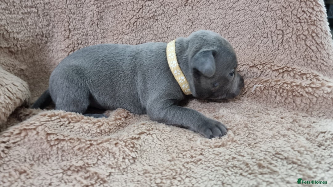 Staffordshire Bull Terrier dogs for sale: Dewellsblue - Advert 17