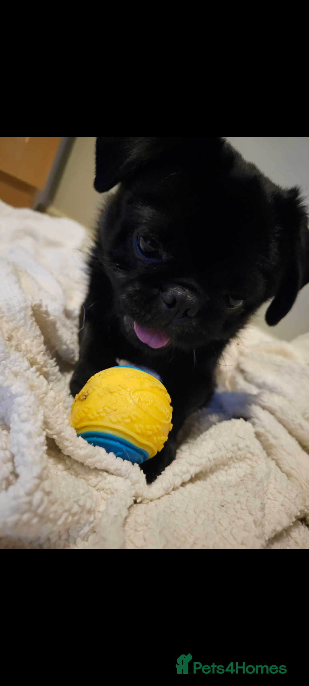 Pug dogs for stud: Fluffy pug for Stud - Image 6