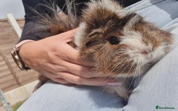 Guinea Pig rodents for sale: Beautiful guinea pigs  - Image 4