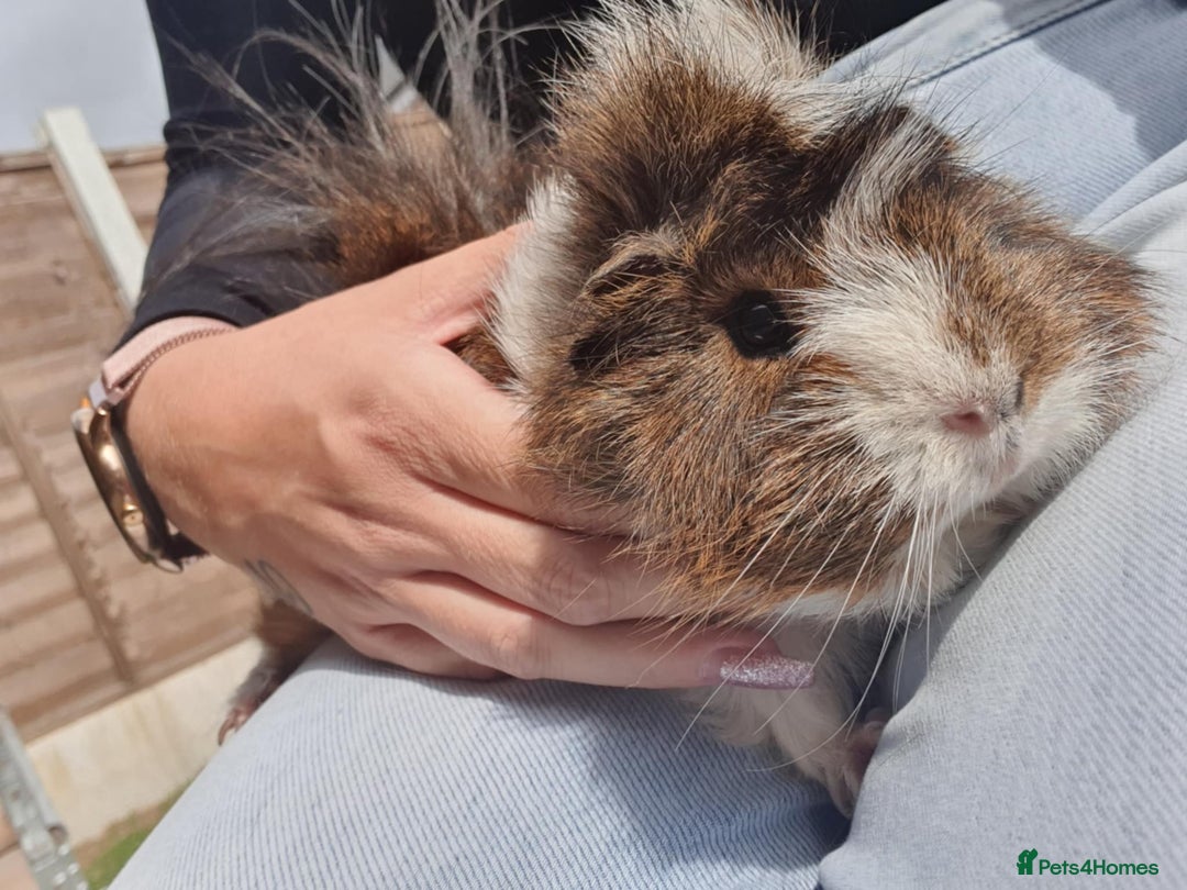 Guinea Pig rodents for sale: Beautiful guinea pigs  - Image 4