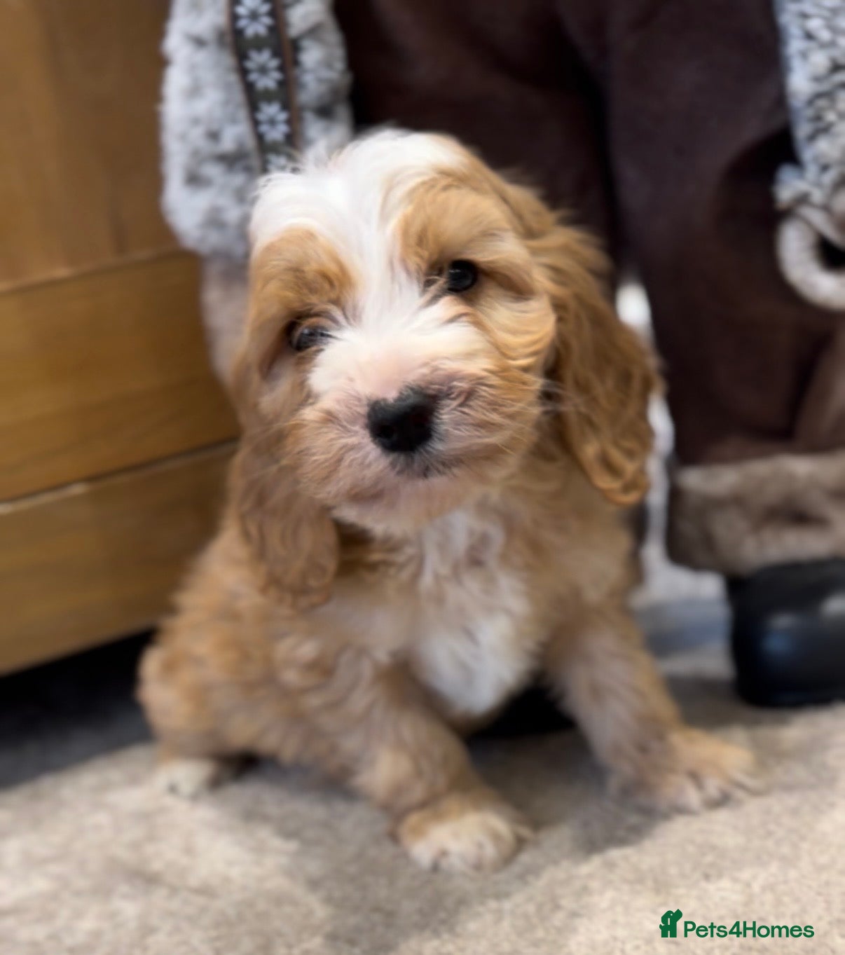 Cockapoo dogs Beautiful hereditary healthy male pups - Advert 1