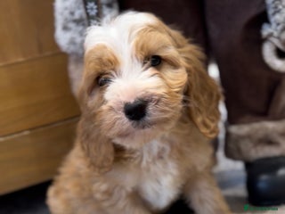 Cockapoo dogs Beautiful hereditary healthy male pups - Advert 5