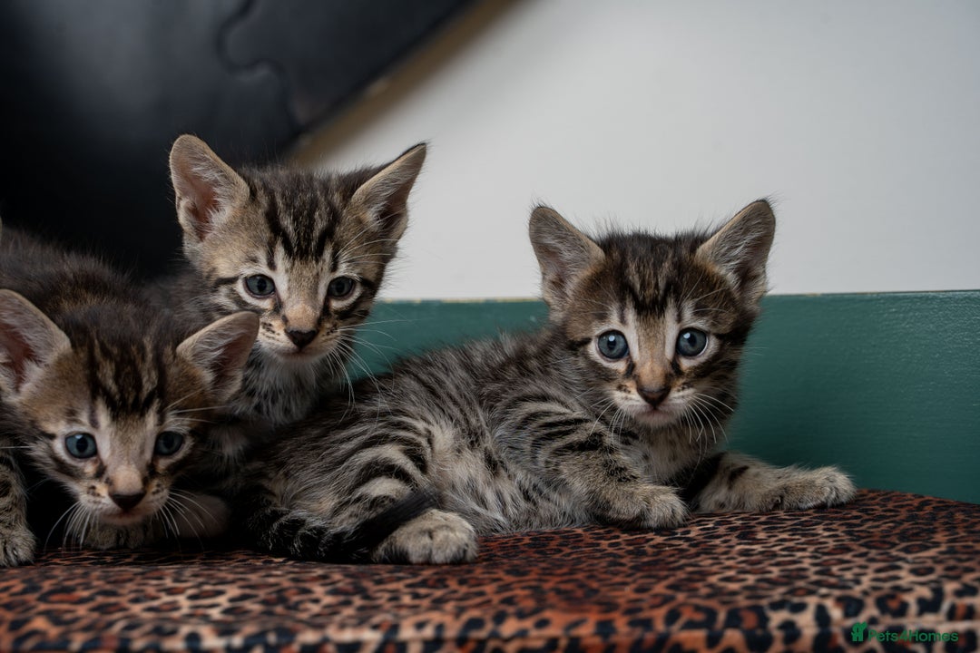 Bengal cats for sale: Gorgeous kittens, Wild-Patterned, Stunning Looks - Image 16